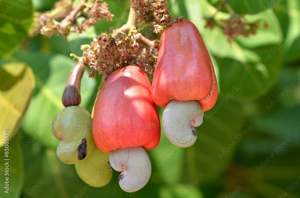 Foto Cashew